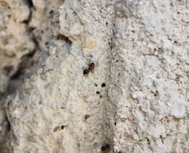 Beton zemindeki karıncaların yakın görüntüsü
