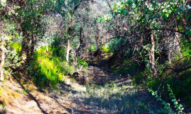 Ağaçlarla kaplı kirli orman yolu.