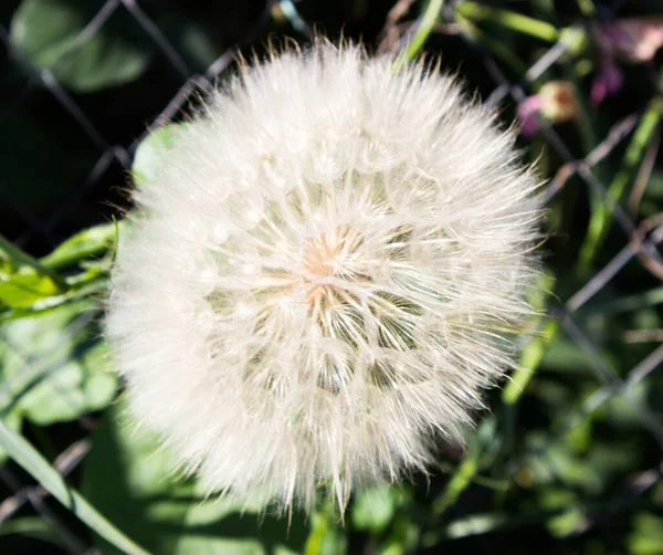 Close Van Paardenbloem Achtergrond Van Natuur — Stockfoto