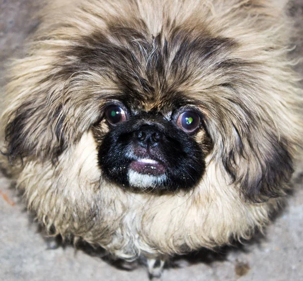 Retrato Lindo Perro Piel — Foto de Stock