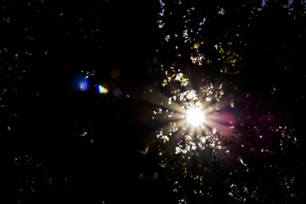 Floresta Escura Com Raios Solares — Fotografia de Stock