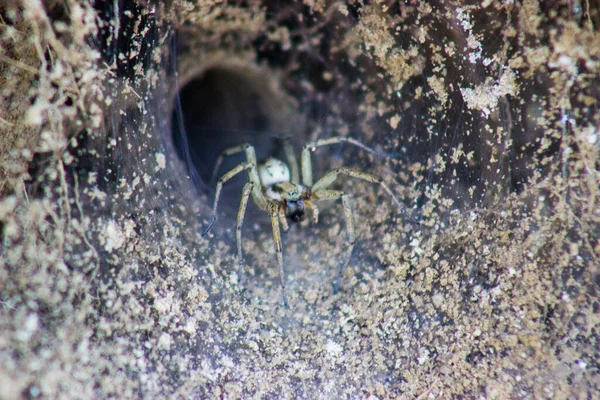 Κοντινή Προβολή Της Μικρής Τρύπας Αράχνης — Φωτογραφία Αρχείου