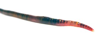 Solucan, beyaz zemin üzerinde Lumbricus terrestris