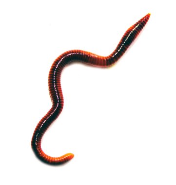 Solucan, beyaz zemin üzerinde Lumbricus terrestris