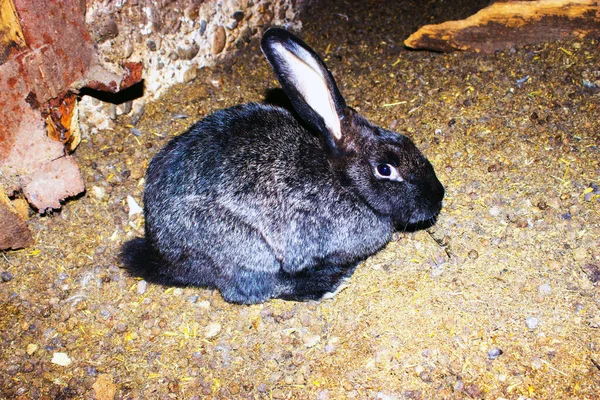 Coelhos Europeus Bonitos Celeiro — Fotografia de Stock