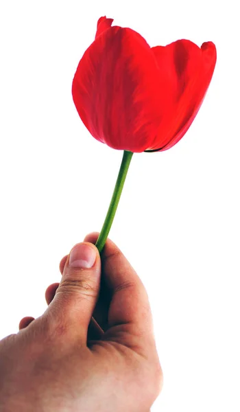 Tulipe Rouge Dans Une Main Sur Fond Blanc — Photo