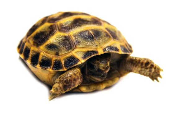 Närbild Rysk Box Sköldpadda Isolerad Framför Vit Bakgrund — Stockfoto