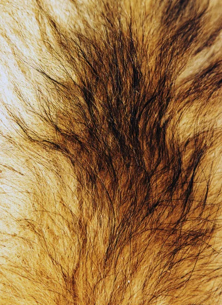 Текстура Меха Собаки — стоковое фото