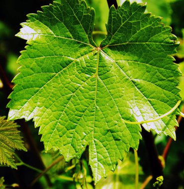 Yaz bahçesindeki üzüm yaprağının yakın plan görüntüsü