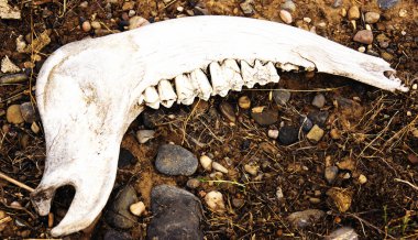 Çene. Yerdeki kemikler. Dünya kuraklığı ve iklim değişikliğinden dolayı kafatasının bir kısmı kurumuş toprakla kaplı, vahşi yaşam üzerindeki etkilerini gösteriyor.