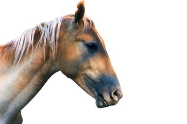 Beyaz arka planda at kafası izole edildi