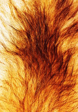 Köpeğin kürk arka plan dokusu