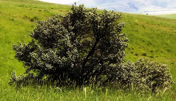 Apple Tree Field — Stock Photo, Image