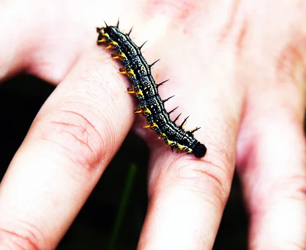Close View Caterpillar Human Palm — Stock Photo, Image