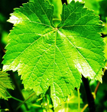 Yaz bahçesindeki üzüm yaprağının yakın plan görüntüsü