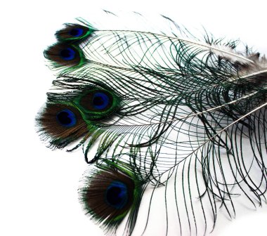 Beyaz arkaplanda izole edilmiş Tavuskuşu tüyleri 