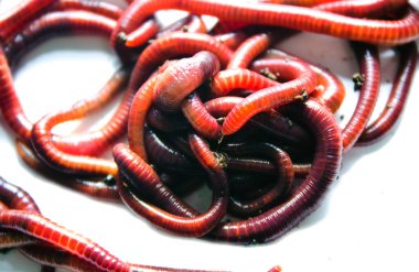 Solucan, beyaz zemin üzerinde Lumbricus terrestris