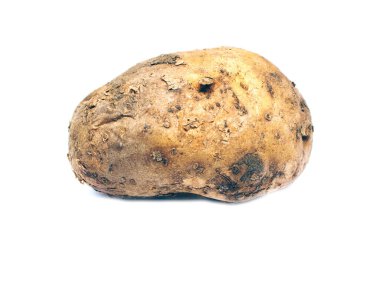 Beyaz arka planda izole edilmiş genç bir patates.