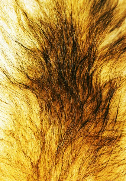 Dog Fur Background Texture — Stock Photo, Image