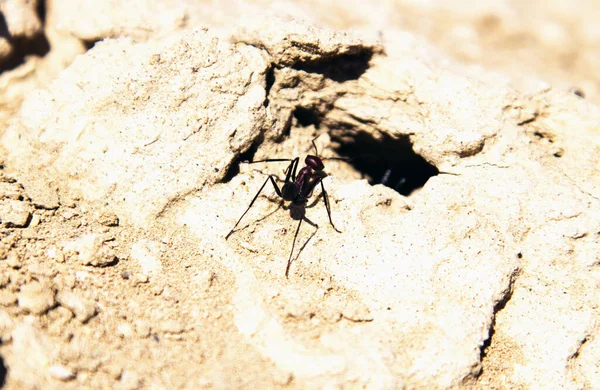 개미들 — 스톡 사진