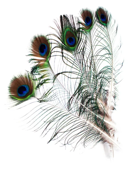 Feathers Peacock Isolated White Background — Stock Photo, Image