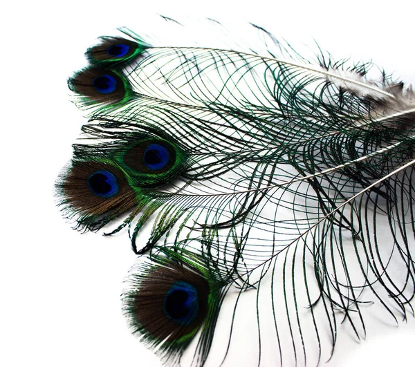 Feathers Peacock Isolated White Background — Stock Photo, Image