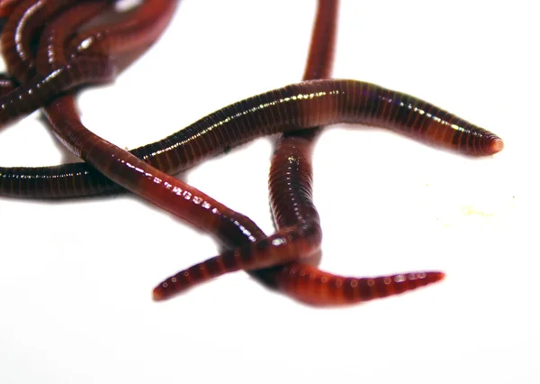 Earthworm Lumbricus Terrestris Λευκό Φόντο — Φωτογραφία Αρχείου