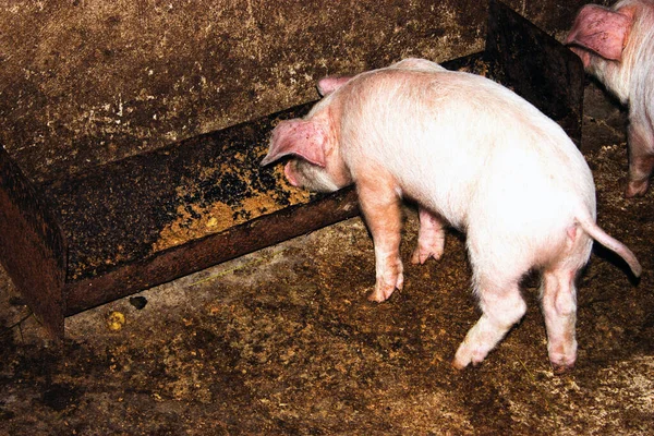 Zwei Schweine Traditionellem Bauernhof — Stockfoto