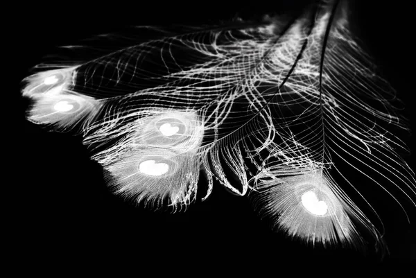 Pluma Pájaro Sobre Fondo Negro — Foto de Stock