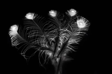 Siyah arkaplanda kuş tüyü