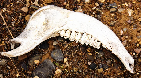 Jaw. The bones on the ground. part of skull over cracked dried earth due to a world drought and climate change, , illustrating the effects it has on wildlife