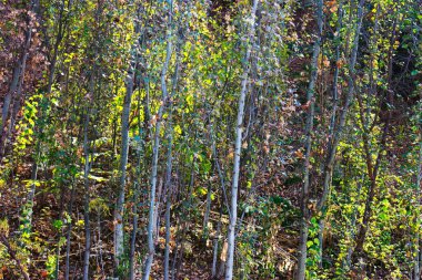 Güneşli çam ormanı. Polonya 