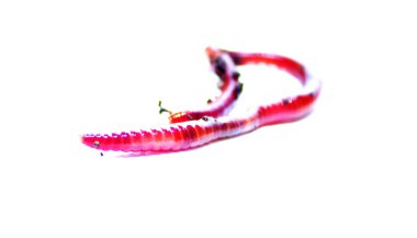 Solucan, beyaz zemin üzerinde Lumbricus terrestris