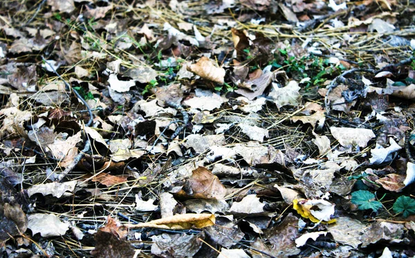 Getrocknete Blätter Als Hintergrund Kopierraum — Stockfoto