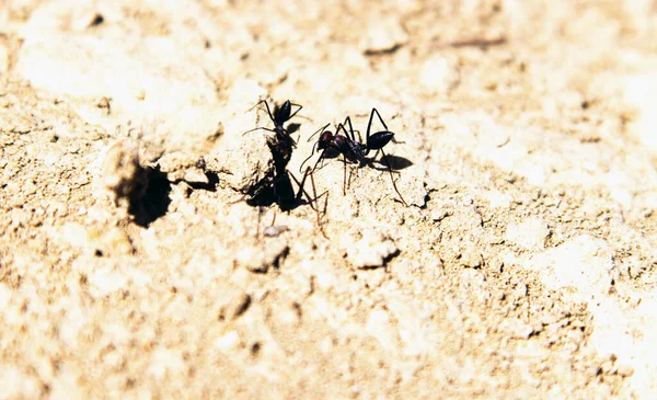 콘크리트 배경에 개미의 — 스톡 사진