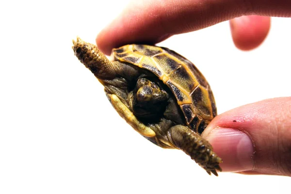 Sköldpaddor Mänsklig Hand Isolerad Vit Bakgrund — Stockfoto