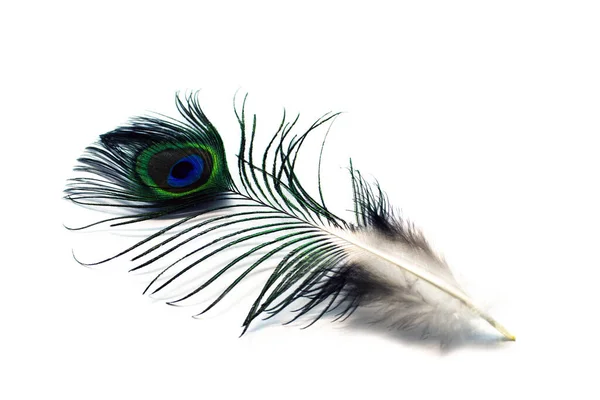 Peacock Plume White Close — Stock Photo, Image