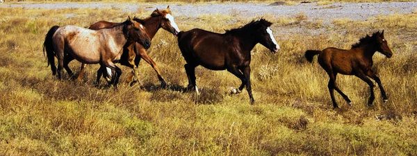 Cavalo Atravessando Estrada Vista Close — Fotografia de Stock