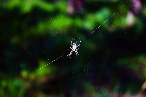 Spinne Auf Einem Netz Der Sonne — Stockfoto