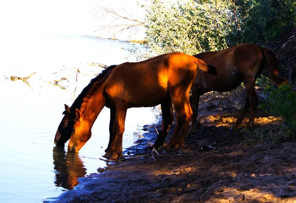 Cavallo All Annaffiamento Vista Vicino — Foto Stock