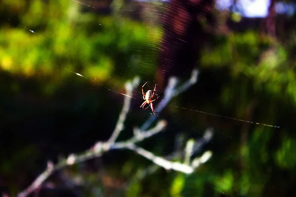 Spin Een Web Zon — Stockfoto