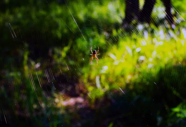 Spin Een Web Zon — Stockfoto