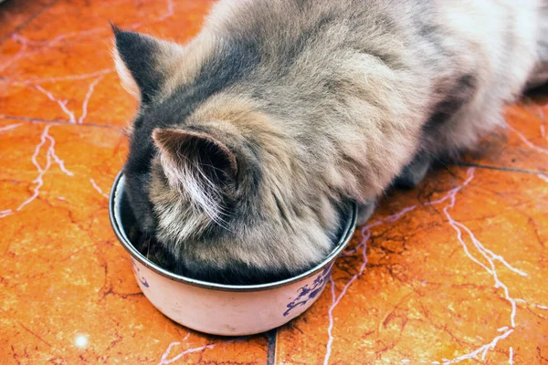 Gato Come Uma Forragem Recusou Salsicha — Fotografia de Stock