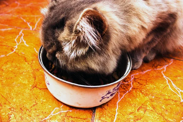 Gato Come Uma Forragem Recusou Salsicha — Fotografia de Stock