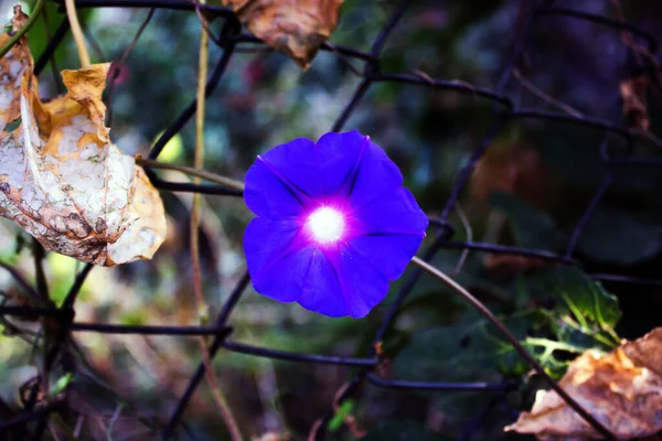 Primo Piano Sui Fiori Blu — Foto Stock