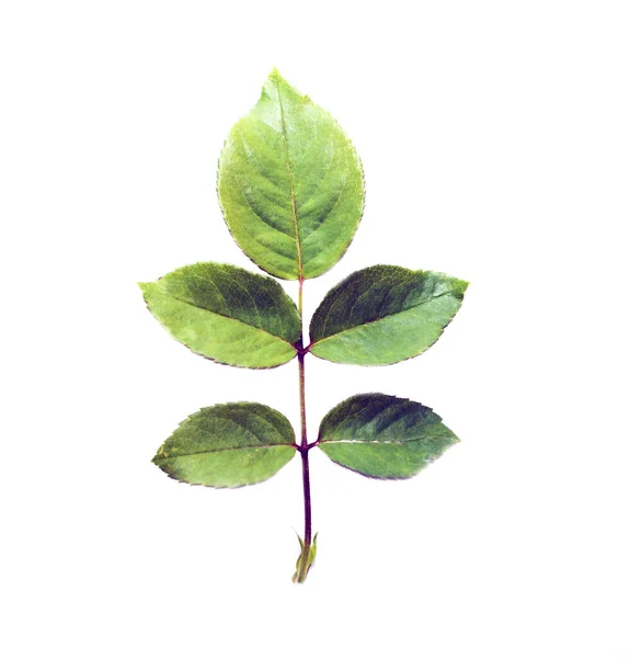 Υψηλή Ανάλυση Πράσινο Φύλλο Τριανταφυλλιάς Απομονωμένο Λευκό Φόντο — Φωτογραφία Αρχείου