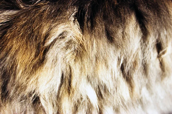 猫の毛の背景の質感 — ストック写真