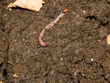 Solucanlarla kirli zemin yakın plan görüntüsü