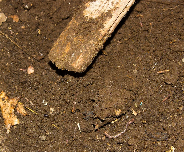 Close View Dirty Ground Worms — Stock Photo, Image