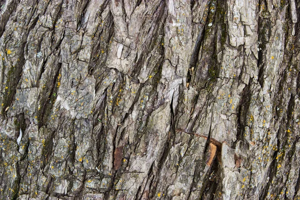 Textura Uma Superfície Madeira Fundo — Fotografia de Stock